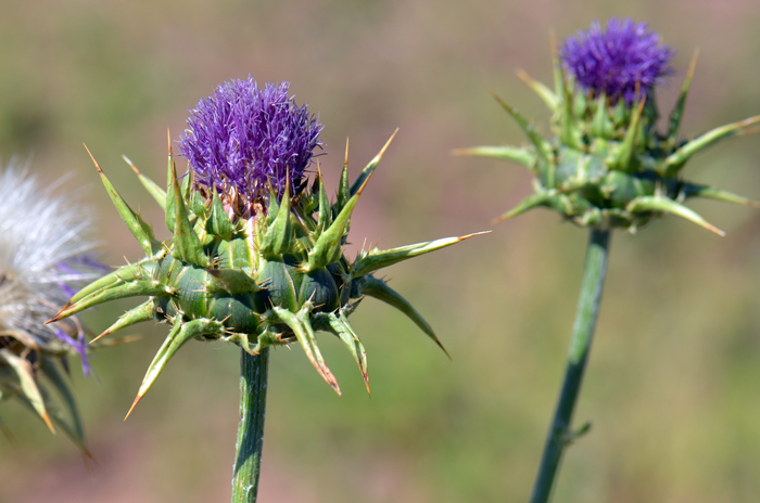 Blessed Milkthistle has bracts surrounding the floral heads (phyllaries) that are hairless and spreading with long tapered spine tips as shown in the photo. Silybum marianum